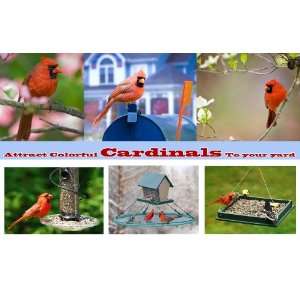  Attract Colorful Cardinals To Your Yard 