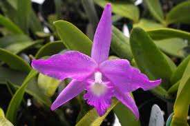 Laelia fidelensis Species Orchid Plant  