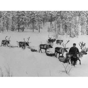 Lapp Going to Market Leading His Reindeer Who Pull Small Packed Sleds 
