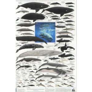  Whales and Dolphins Poster The Worlds Cetacea (594x900mm 