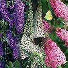 butterfly bushes  