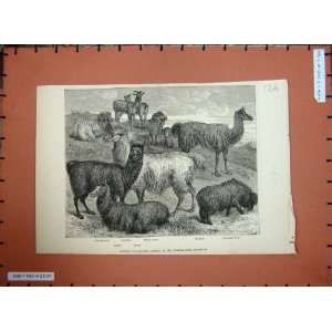   1871 Wool Animals Cashmere Goat Rams Llamas Sheep Art