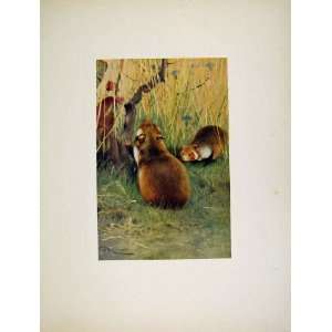  Hamster Animal Rat Portraiture Old Print Antique Art