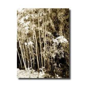  Bamboo Grove Ii Giclee Print