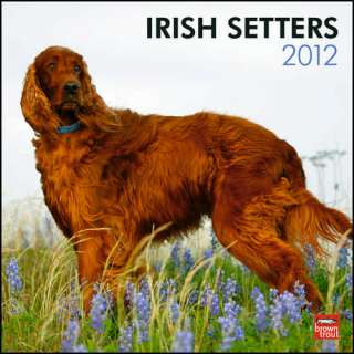 Irish Setter 2012 Wall Calendar 9781421677873  