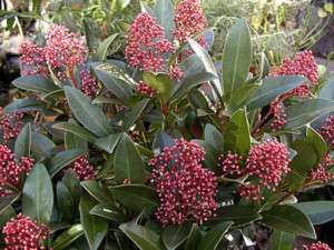 Skimmia japonica evergreen shrub 8 seeds  
