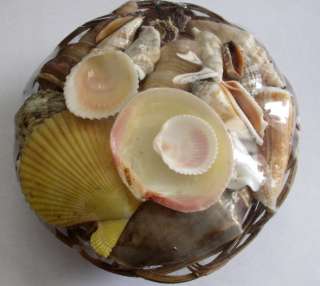 chips cracks etc natural seashells size and color may vary see 