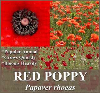 BULK RED POPPY BLOOMER ~~ 30,000 + ~~ Flower Seeds ~~  