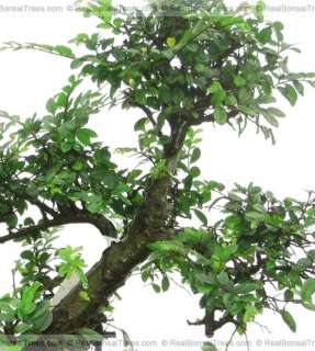 Old Chinese Elm Bonsai Plant Live Indoors or Outdoors !  