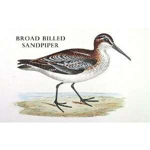Birds Broad Billed Sandpiper Sheet of 21 Personalised Glossy Stickers 