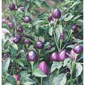  Pretty Purple Very Hot Pepper 15 Seeds Patio, Lawn 