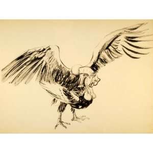   Denzler Vultures Mating   Original Halftone Print