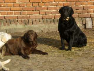 Labradorhündin,braun 7 Jahre in Sachsen Anhalt   Salzwedel  Hunde 