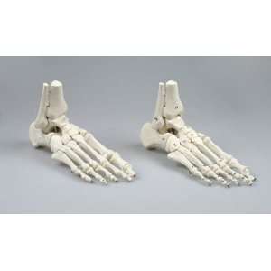 Fuß Skelett Modell mit Unterschenkelansatz  Küche 