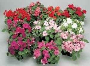 Impatiens Carnival Series Mix Seeds  
