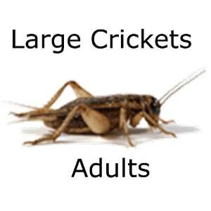  2000ct Live Crickets, Large Adults at 2 Cents Ea. (Free 