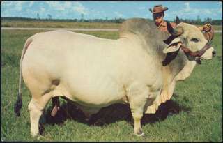 Grand Champion Brahman Bull, Emperor Manso 24th, Cow  