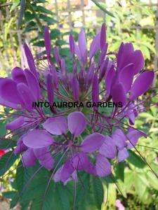 25 Cleome Spider Plant Seeds Purple Violet Flowers  