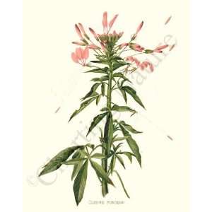 com Botanical Flower Print Prickly Cleome or Spider Flower   Cleome 