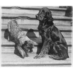   two of the White House dogs with Robert R. Robinson