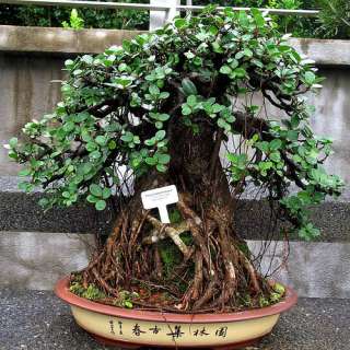 CURTAIN FIG, FICUS VIRENS   GREAT INDOOR BONSA10 seed  