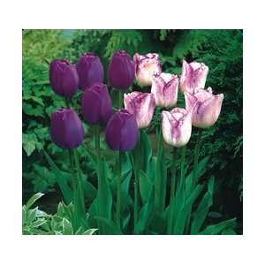   Purple and Cream Fall Flower Bulb   Pack of 15 Patio, Lawn & Garden