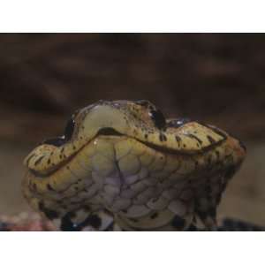 Close Up of Eastern Hognose Snake, Heterodon Platyrhinos, Eastern USA 