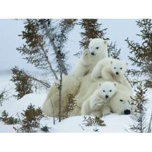  Polar Bear (Ursus Maritimus) Mother with Triplets, Wapusk 