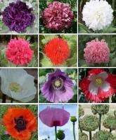 Poppy (Papaver) Collection   12 Varieties (SAVE 50%)  