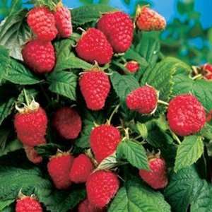  Heritage Raspberry Plant Potted Patio, Lawn & Garden