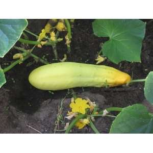    Gele Tros or Large Dutch Yellow Cucumber Seeds