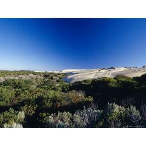 Coastal Tea Tree Shrubs and White Sand Dunes against a Vast Blue Sky 