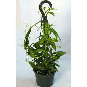  Variegated Vanilla Bean Orchid Plant   5 Hanging Basket 